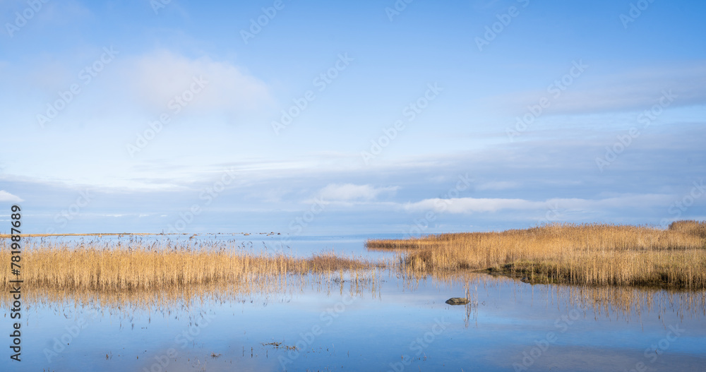 Golden reeds on the seashore against the blue sky. Autumn landscape with dry reed in a sea.	