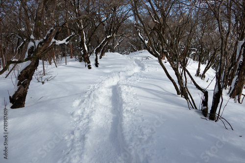 森の雪道 © tomomomokko