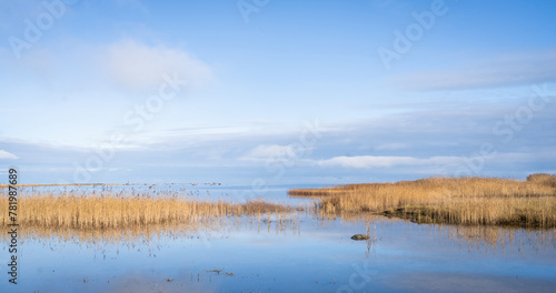 Golden reeds on the seashore against the blue sky. Autumn landscape with dry reed in a sea. 