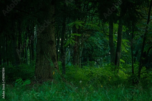 Landscape view of the green forest in  Lithuania