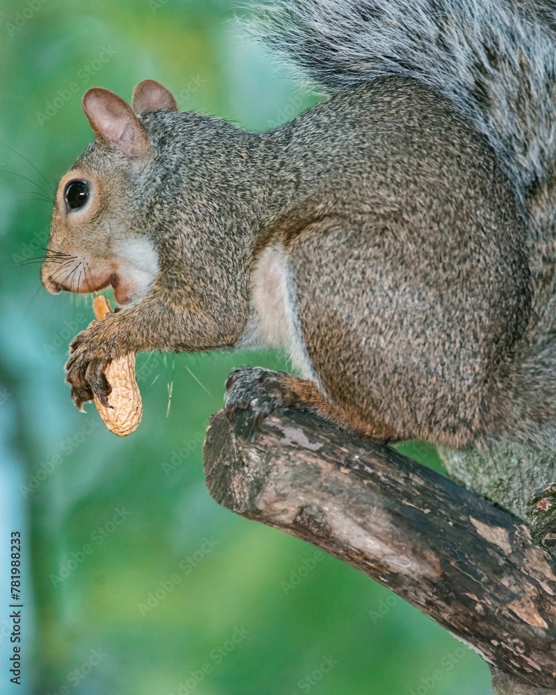 Obraz premium Vertical shot of gray squirrel eating a peanut sitting on a maple tree branch