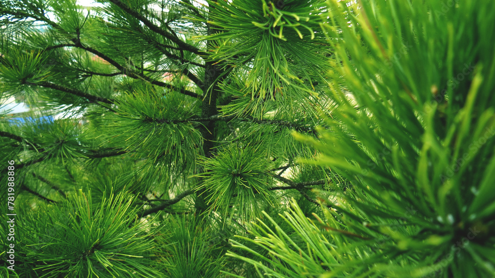 Obraz premium pine needles