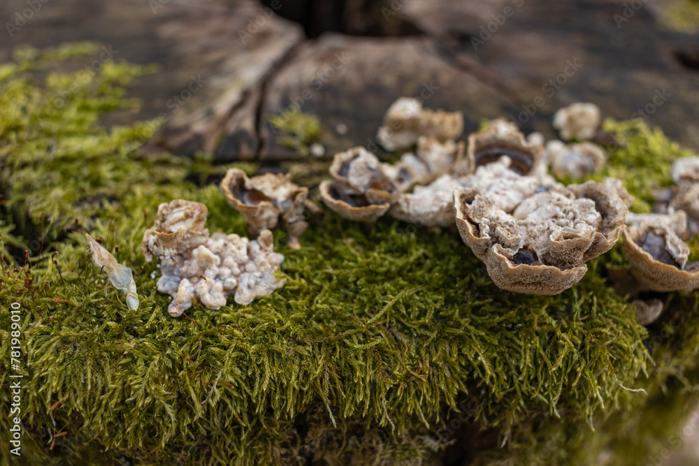 Closeup of a tree stump covered with green moss and mushrooms in a forest Closeup of a tree stump covered with green moss and mushrooms in a forest