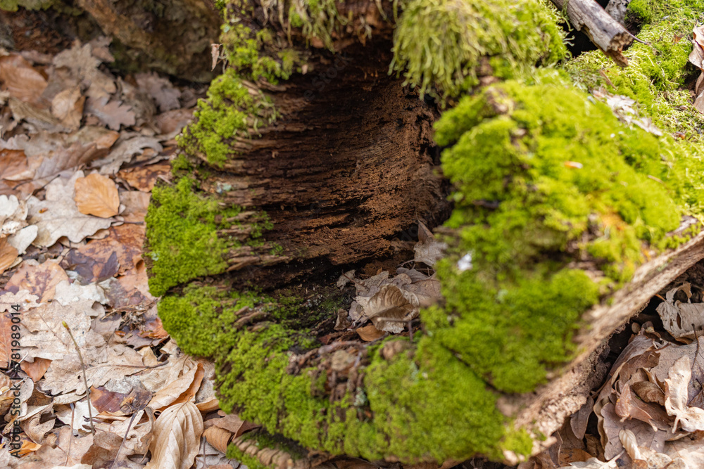 Closeup of a tree stump covered with green moss in a forest