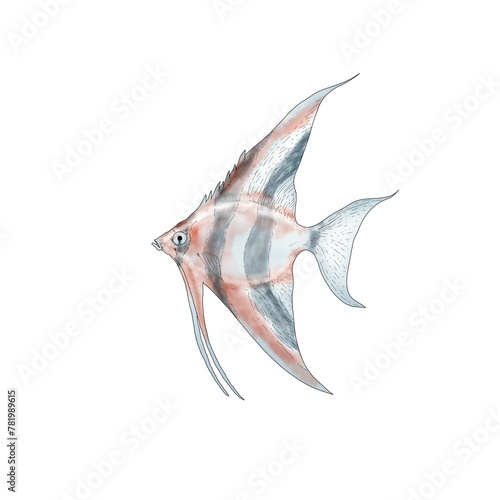 Realistic illustration of an angelfish