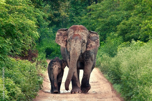 Canvas Print Mother elephant with a baby at Jim Corbett National Park in India