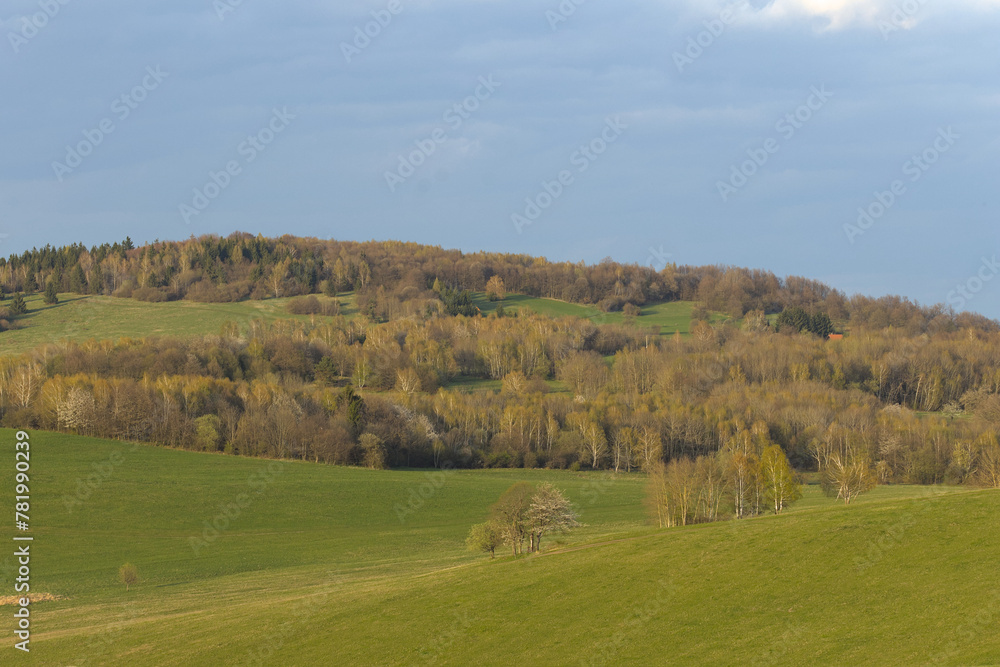 hilly meadows full of birch trees
