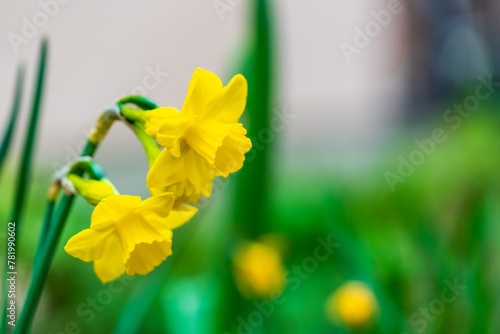 Two beautiful daffodils in bloom in spring