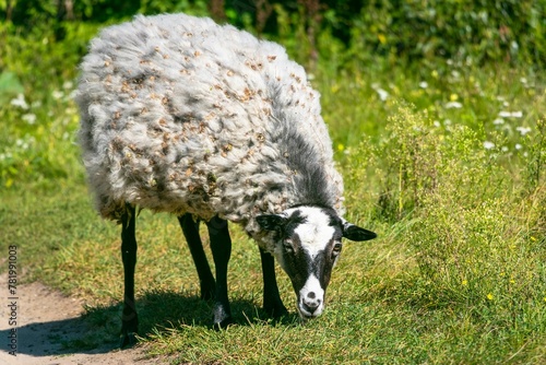Принти на полотні Close-up shot of a Romanov sheep grazing in the field