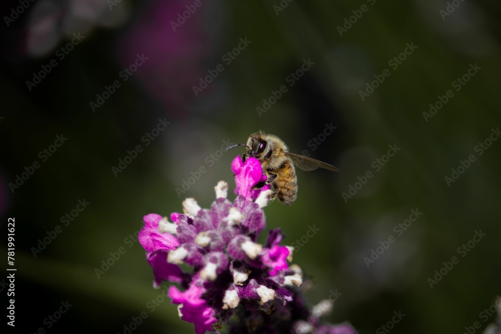 Closeup of a Western honey bee on a purple flower Closeup of a Western honey bee on a purple flower