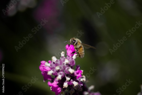 Closeup of a Western honey bee on a purple flower