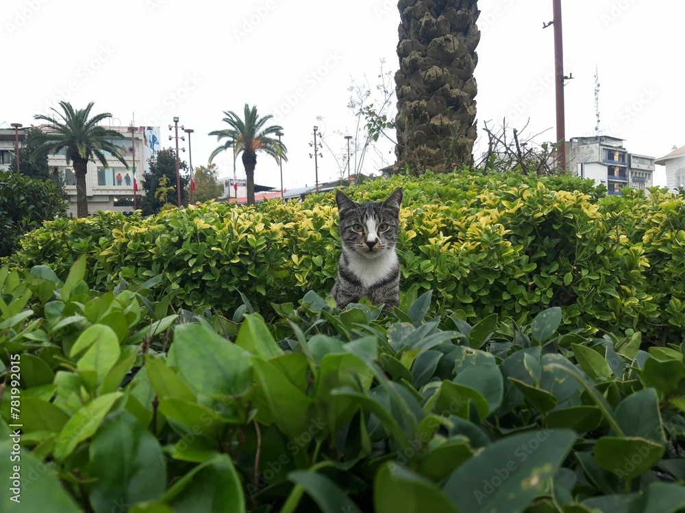 Obraz premium Cute gray and white cat in a park among beautiful plants and flowers looking at a camera