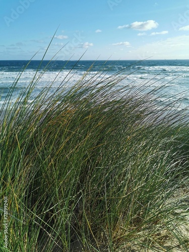 Vertical shot of green grass on the beach with a blue ocean in the background in daylight