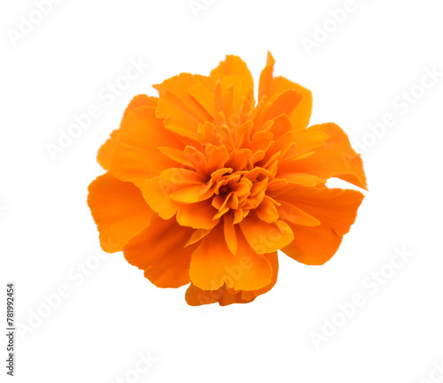 Fototapeta Naklejka Na Ścianę i Meble -  Fresh marigold flowers isolated on white background