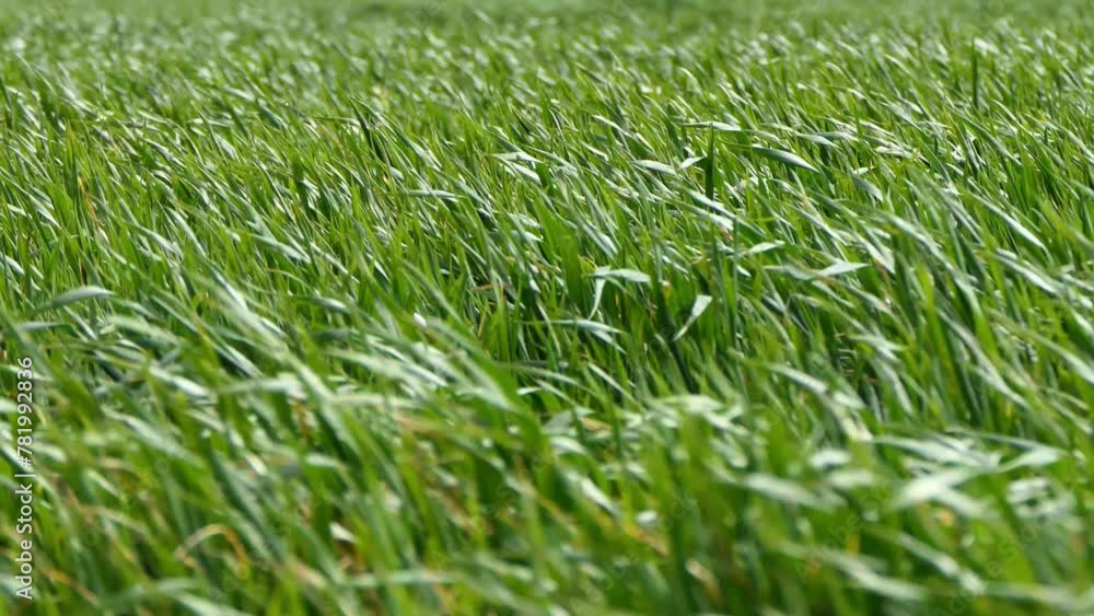 Long grass blowing in the strong wind. Long grass blowing in the strong wind.