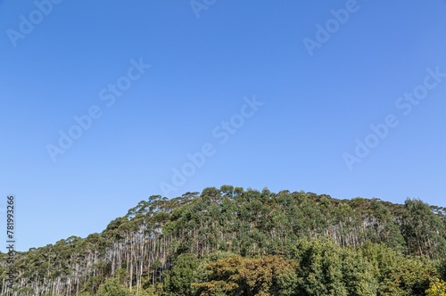 Aerial view of lush green dense karri trees growing on a mountain on blue sky background
