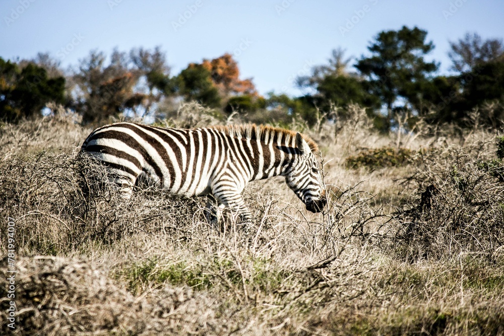 Fototapeta premium Closeup of a zebra in the nature on a sunny day