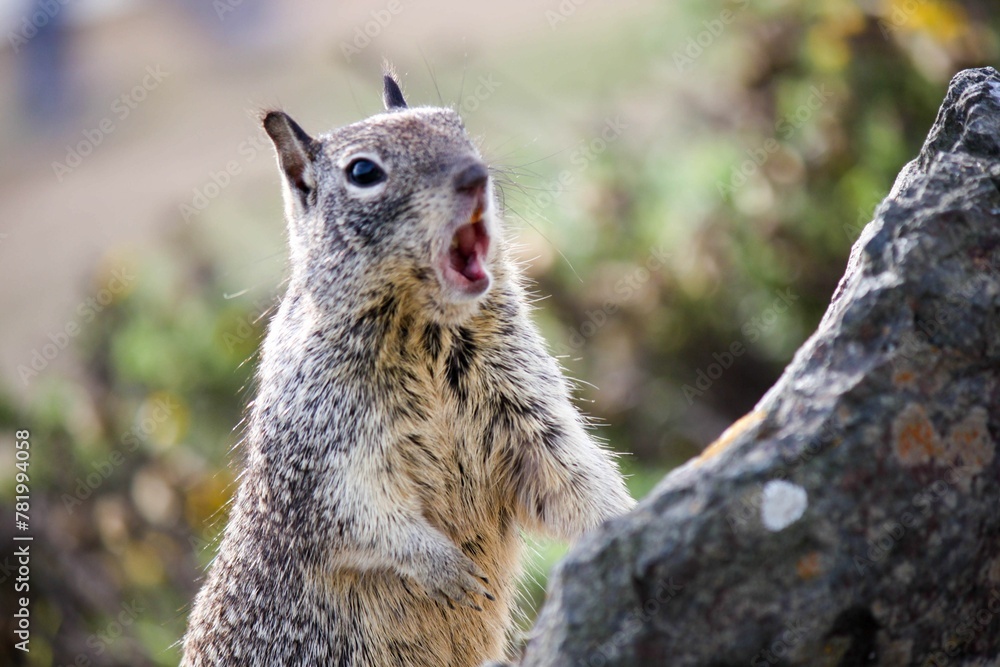 Closeup of a funny rock squirrel screaming Closeup of a funny rock squirrel screaming