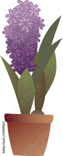 Hyacinth. Purple flower in a pot. High quality vector illustration.