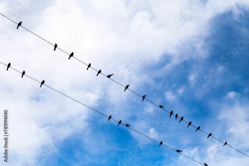 Low angle shot of the birds perched on the wires on the background of the blue sky