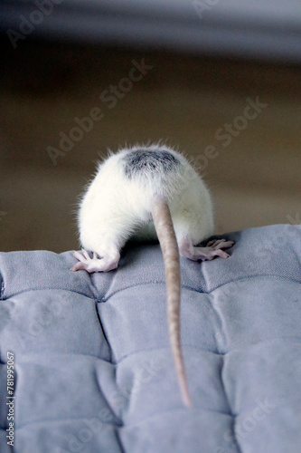 White mouse, from behind, funny animal portrait.