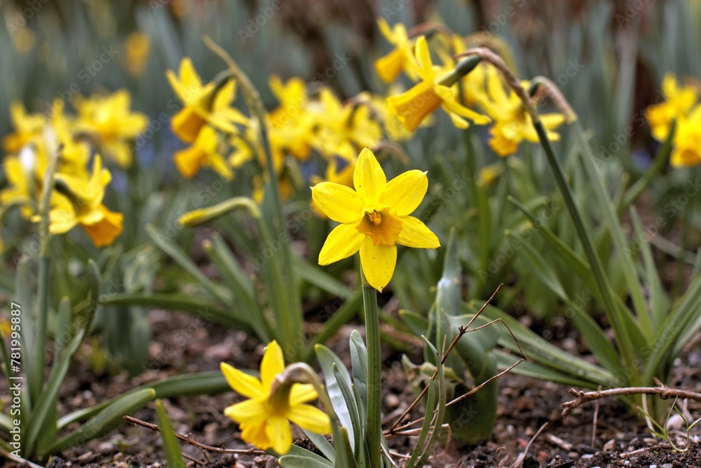 Fototapeta premium Spring-Flowers-Narcisses-Munich-Westpark, Growing flowers in the spring in the park