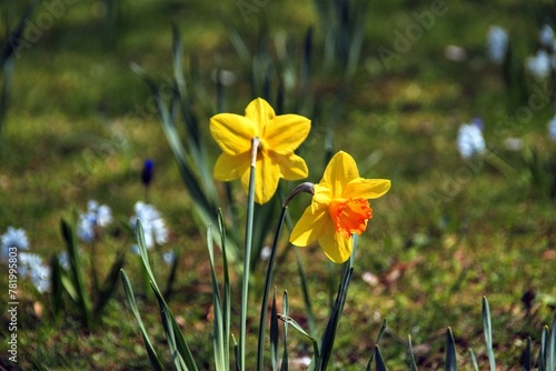 Spring-Flowers-Narcisses-Munich-Westpark, Growing flowers in the spring in the park
