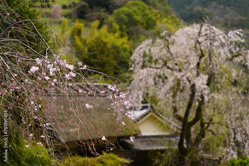桜に囲まれた古民家 史跡賀名生皇居