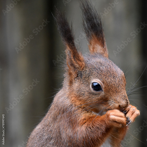 Eichhörnchen an Futterplatz © R+R