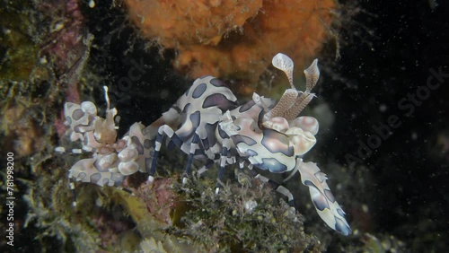 Close-up of spotted shrimp sitting on the colorful bottom of a tropical sea among algae. Harlequin shrimp (Hymenocera picta) Hymenoceridae, 5 cm. White with big pink spots. photo