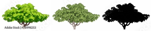 Set or collection of Japanese Chesewood trees  painted  natural and as a black silhouette on white background. Conceptual 3d illustration for nature  ecology and conservation  strength  beauty