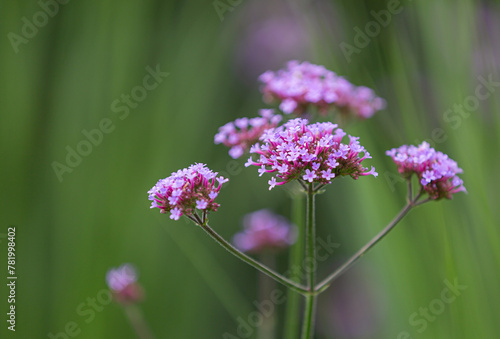 Konstfotografi Close-up of blossoms of the Patagonian vervain (verbena bonariensis) with blurry