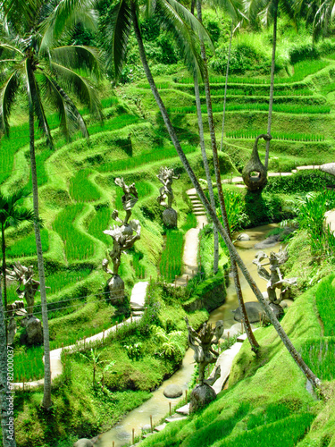 rice terrace in Bali, Indonesia