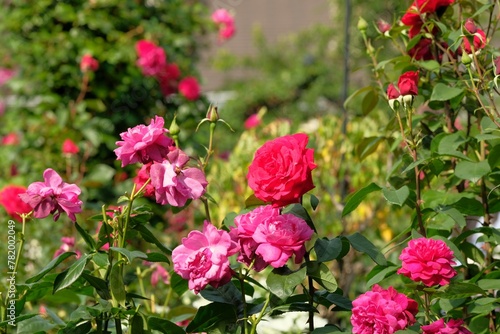 pink rose in full blooming 