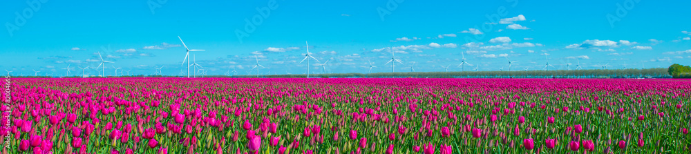 Blue sky over colorful flowers growing in an agricultural field, Almere, Flevoland, The Netherlands, April 10, 2024