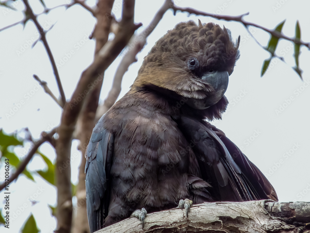 Glossy Black-Cockatoo in New South Wales Australia
