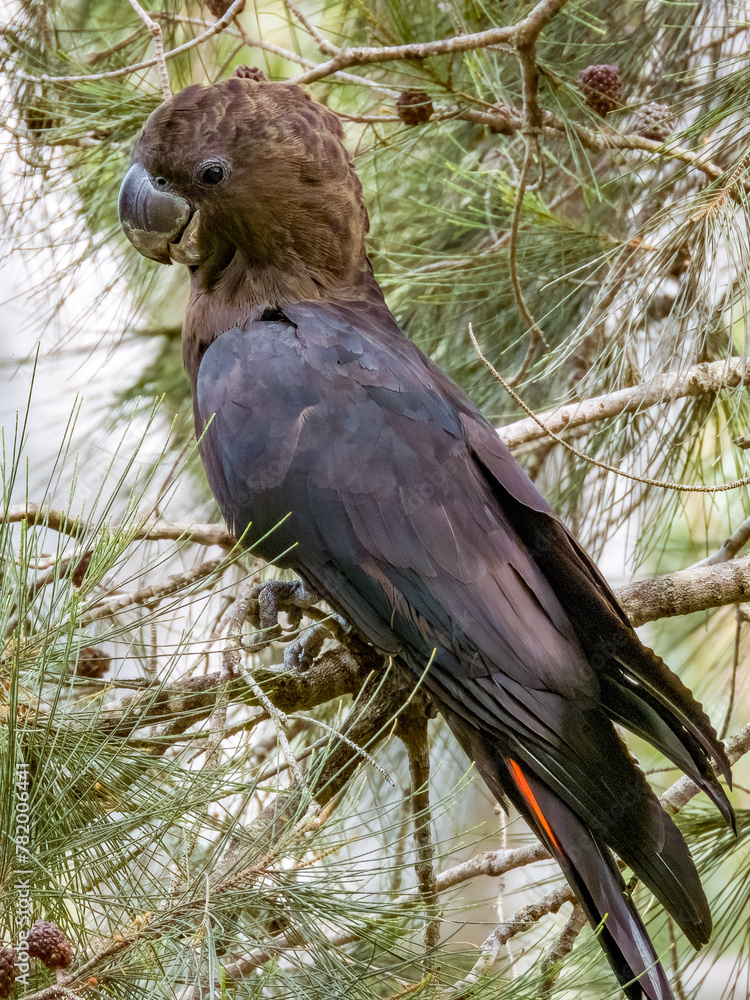 Fototapeta premium Glossy Black-Cockatoo in New South Wales Australia