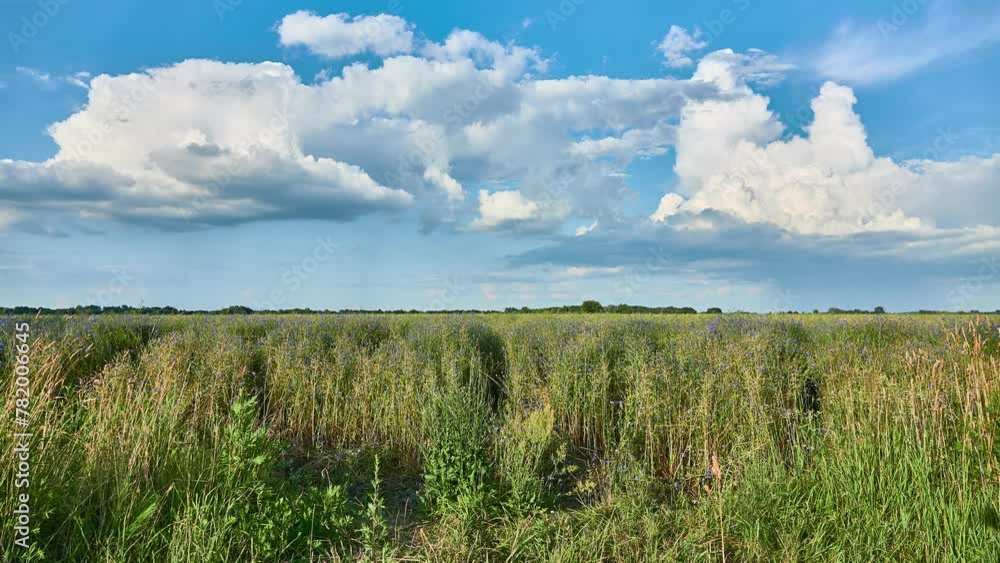 Picturesque rural areas. Beautiful white clouds in blue sky. Field with blue cornflies.