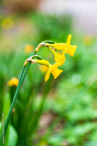 Two beautiful daffodils in bloom in spring © DZiegler