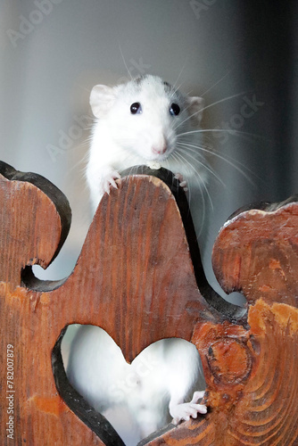 White rat, funny animal portrait, with wooden chair heart shape.