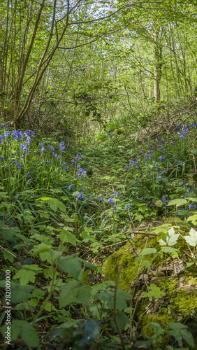 Forêt magique