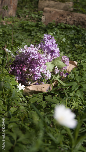 Cueillette de lilas
