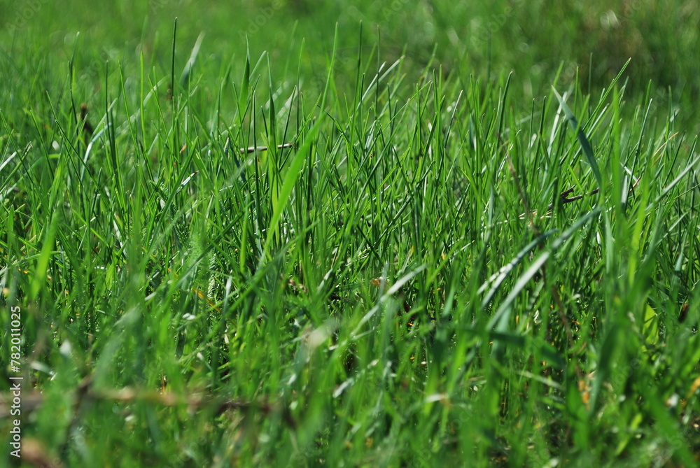 Forest of fresh soft grass Forest of fresh soft grass