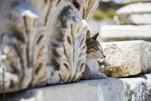 Beautiful closeup of a cat next to the ruin of the column in the Ephesus