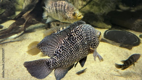 Managuense or Jaguar Cichlid fish, Parachromis managuensis swims in the aquarium close-up. photo