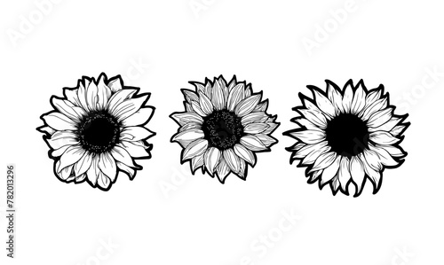 Sunflower line illustration for your design. 