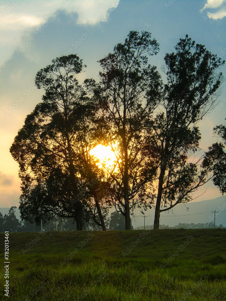 Rays of sun on a set of trees in a green field in the town of Bosa – Bogotá - Colombia