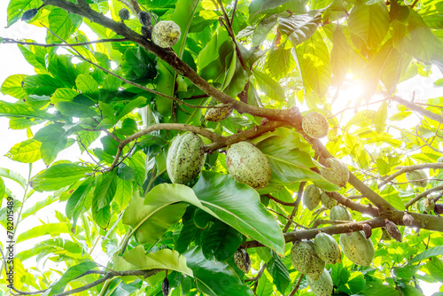 Green walnuts ripen, on branch of tree with green leaves close-up with rays of bright sun. Concept of growing