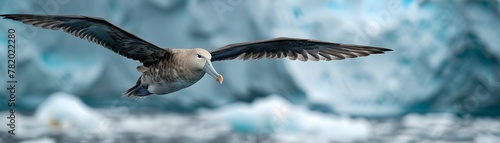 Majestic Southern Giant Petrel Soaring Above Icy Antarctic Landscape Against Dramatic Backdrop of Towering Icebergs photo