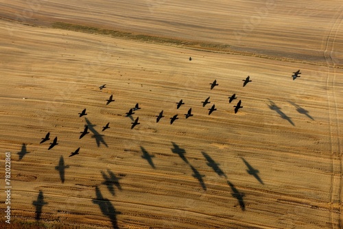 A flock of birds migrating across a vast landscape, casting long shadows
